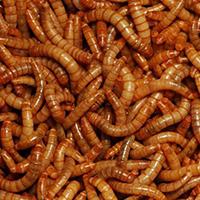 Fresh Maggots Half Pint