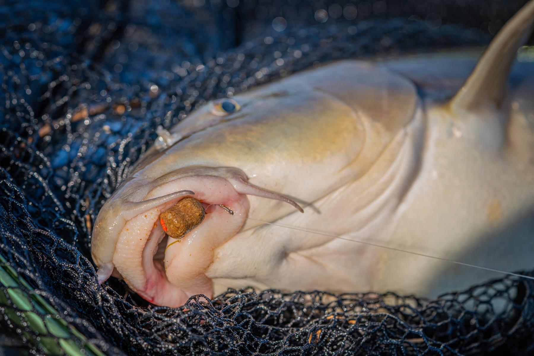 Guru Duel 600 Specimen Net